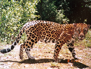 Jaguar on Jaguar  76k