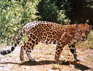 Jaguar