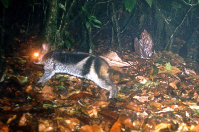 Sumatran rabbit97