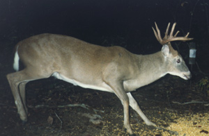 Deer #1